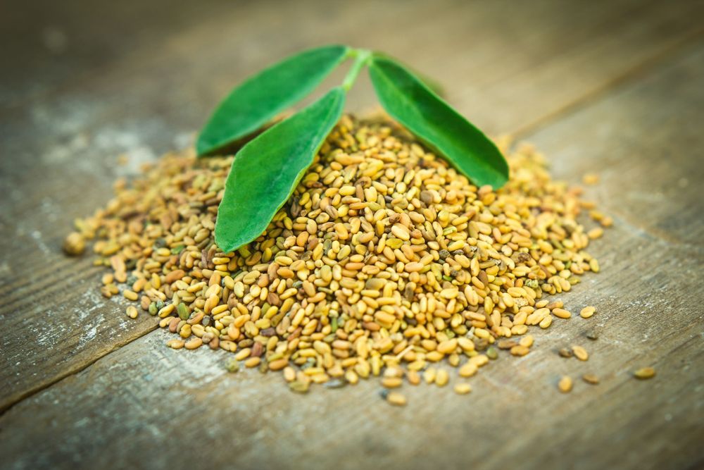 Bockhornsklöver smakar beskt till en början men blir godare ju mer du tuggar.