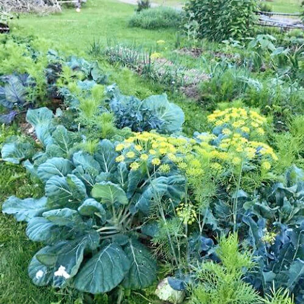 Elin Granlunds odlingar börjar grävfritt och slutar på tallriken.