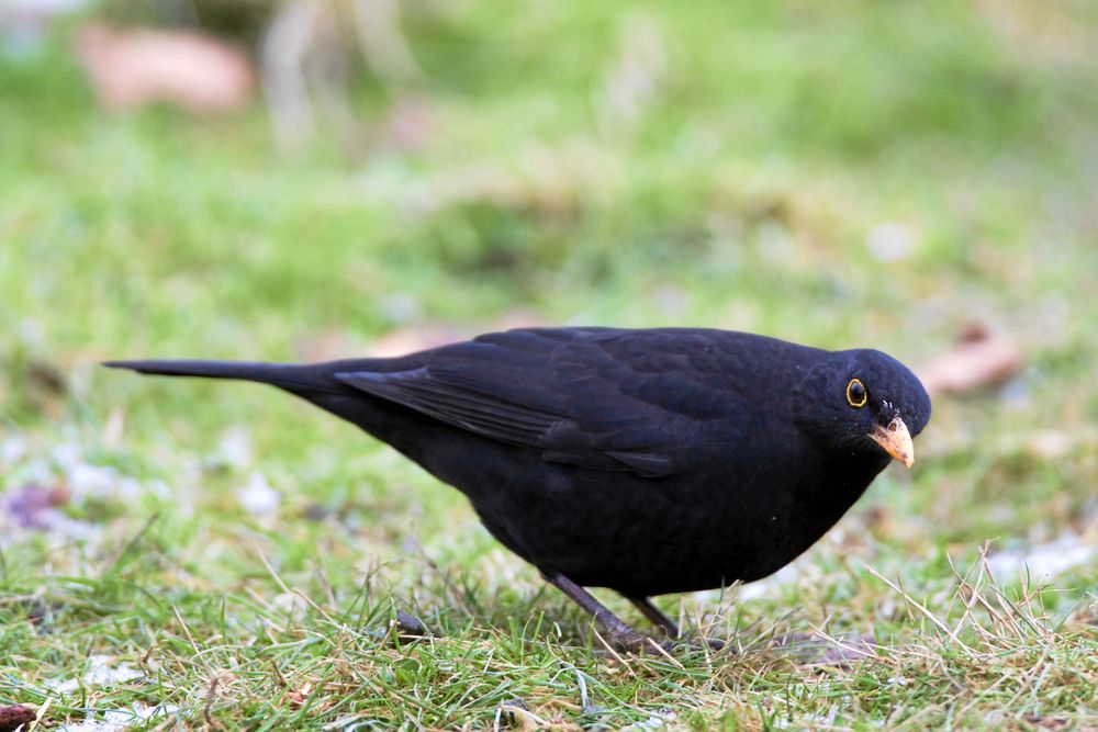 Som alla fåglar hör koltrasten bra men saknar ytteröron och vänder ofta sidan av huvudet mot det håll den lyssnar.