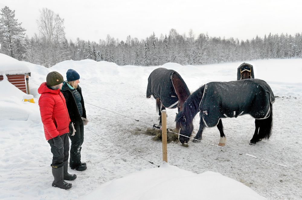 Snön, de stora ytorna och möjligheten av ha både hundar och hästar gör att Andreas och Emelie gillar livet i norrbottniska Töre.