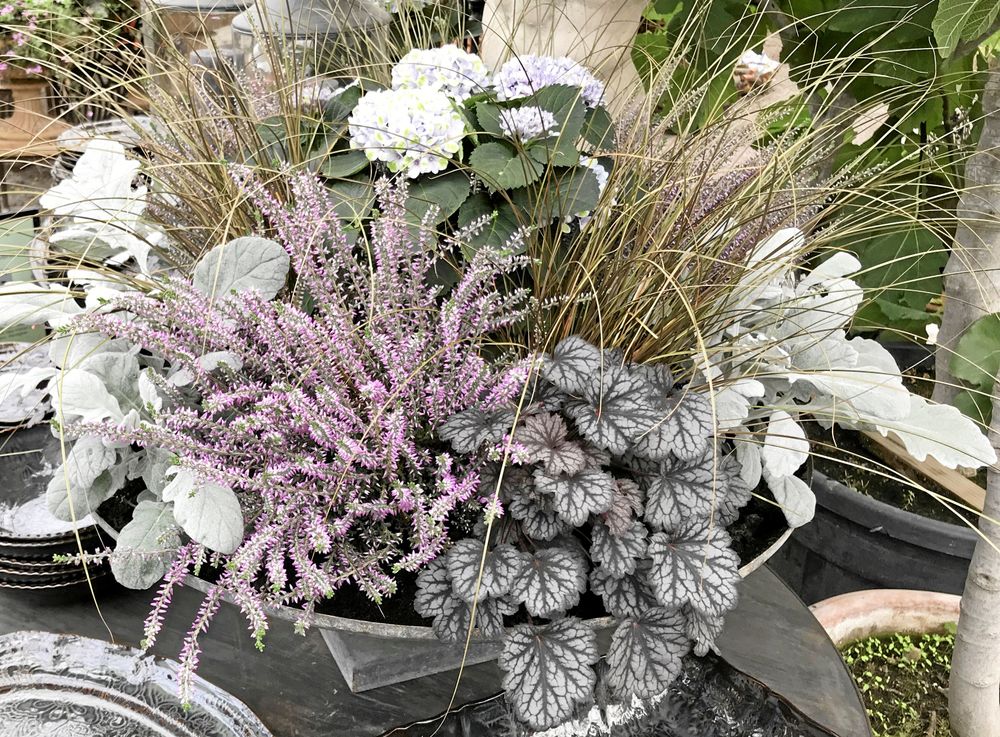 Ljung i fint sällskap.