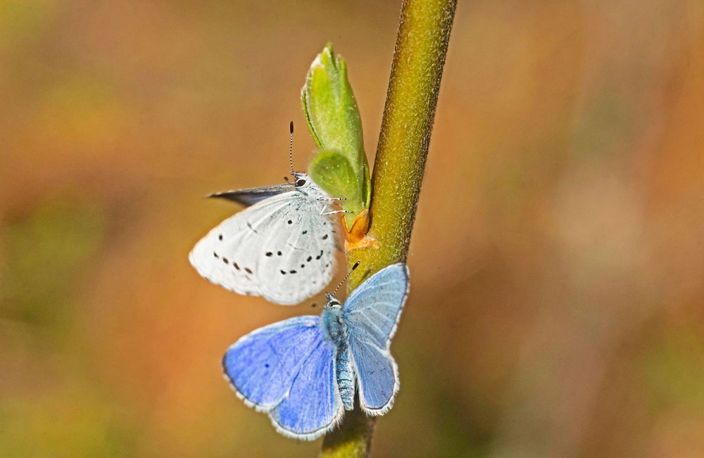 Tosteblåvinge, hane och hona.