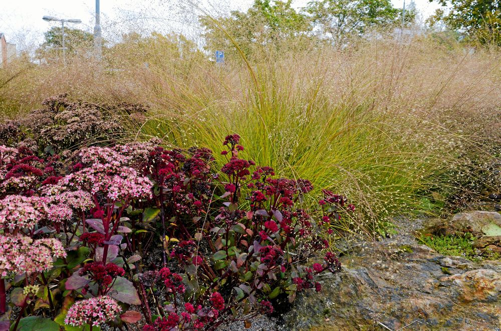 Kärleksört med mörka stammar tillsammans med prydnadsgräs i Piet Oudolfs perennpark i Skärholmen.