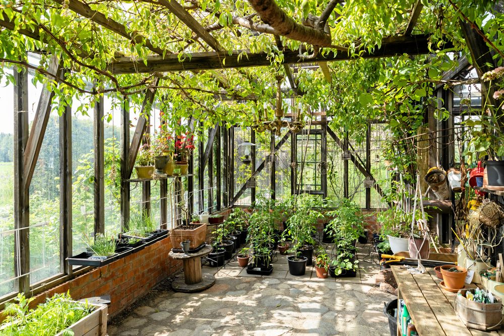 Persikoträdet dignar av frukt. Alla uppåtgående skott klipps bort om hösten för att blad och grenar ska bilda ett lagom skuggande tak åt tomaterna.