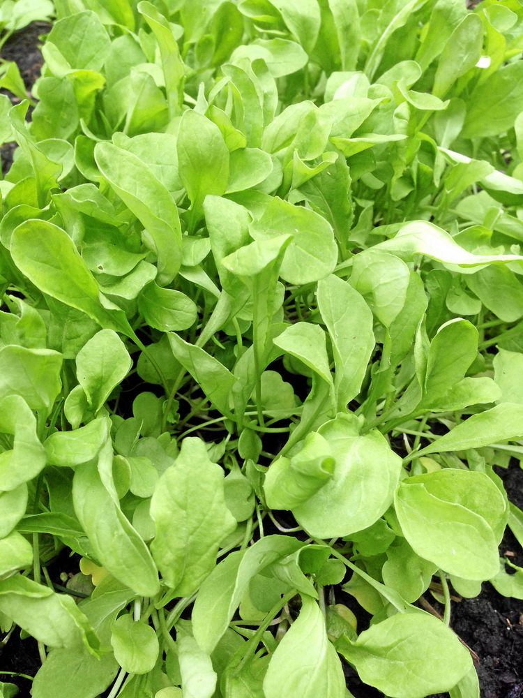 Rucolan väller över alla breddar.