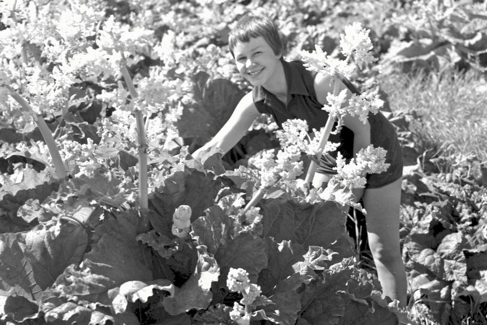 Rabarberodling på Statens Järnvägars trädgård i Korva i Övertorneå 1960. Foto: Walther Seved.