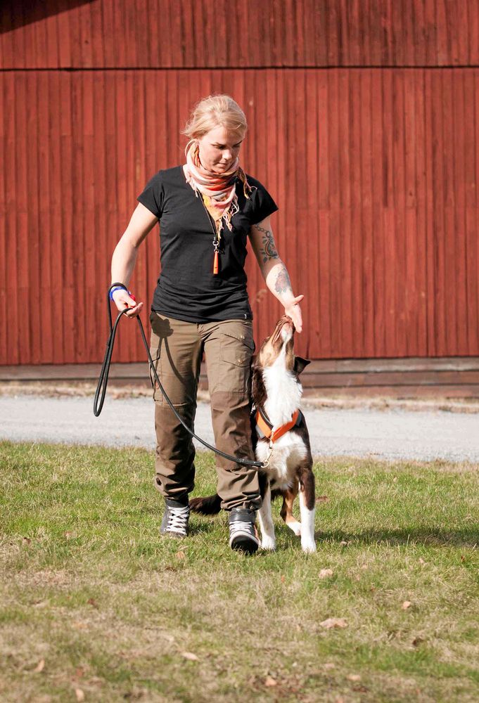 Target plus klicker kan användas vid koppelträning. Håll fram handflatan då och då under promenaden så att hunden blir upptagen med att nosdutta i stället för att dra i kopplet.