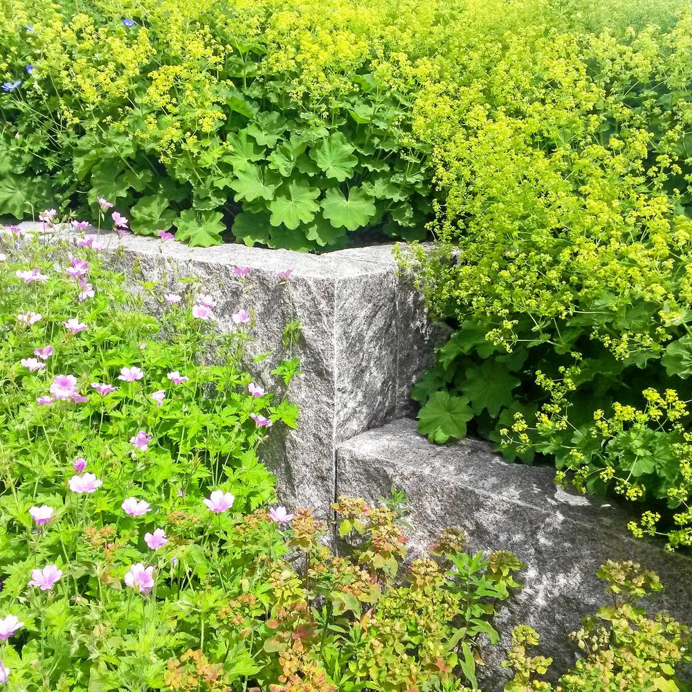 En välfylld trappa med daggkåpa är inte så "bara", särskilt inte när den blommar.