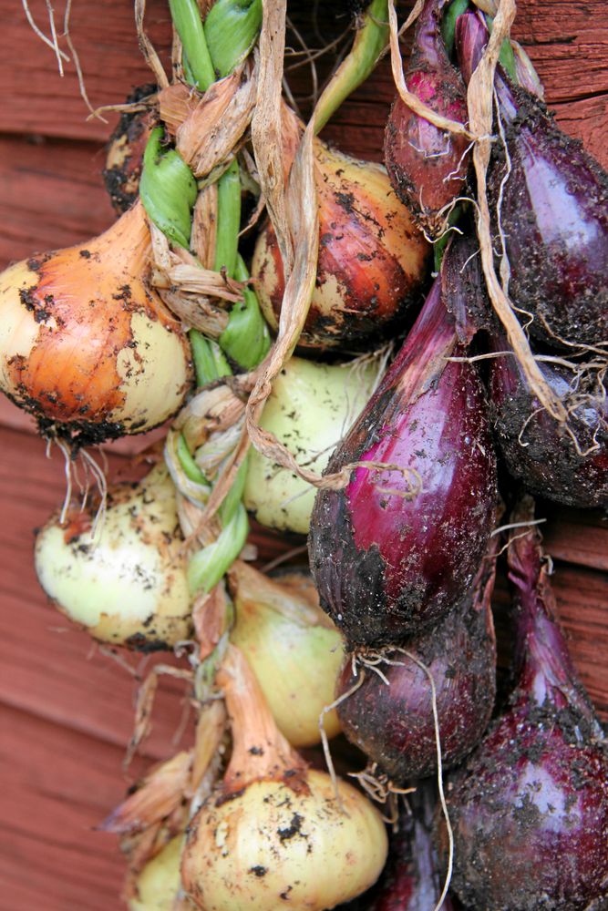 Lök på tork. Blandade sorter ger vackra flätor.