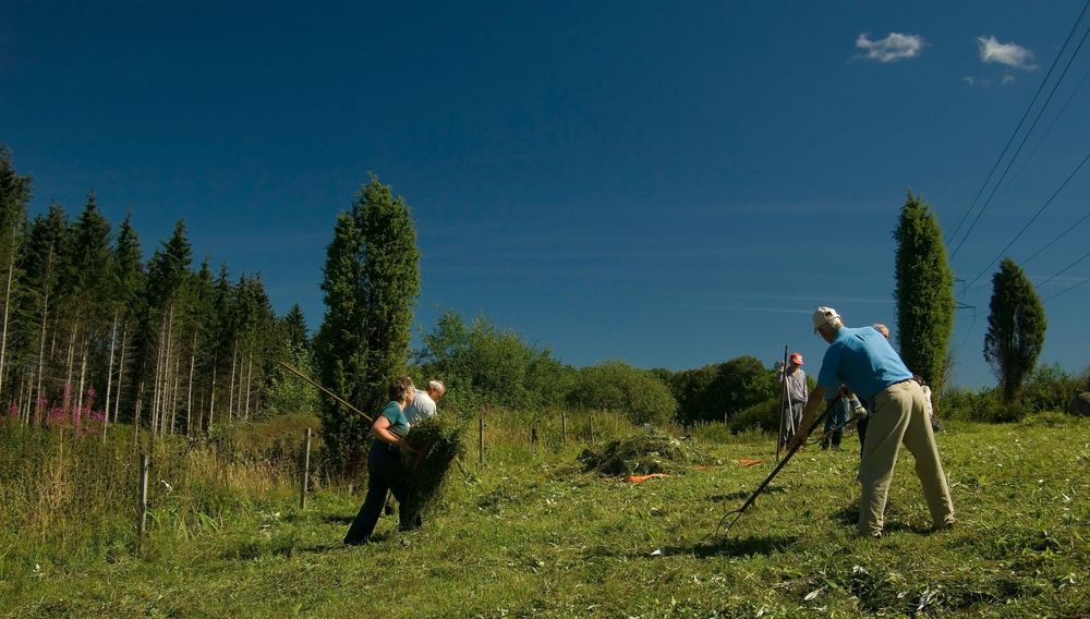 Den årliga slåttern sker i slutet av sommaren när det mesta har blommat över.