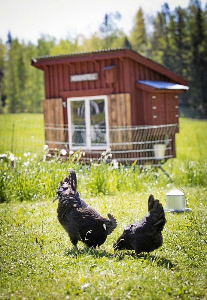 Lantliv. Det lilla hönshuset med omgivande hönsgård, men på bilden får hönsen picka fritt.