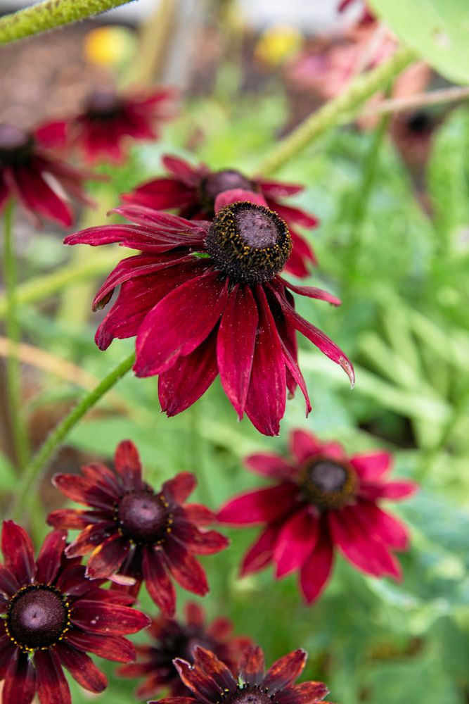 Sommarrudbeckian ’Cherry Brandy’ bjuder på stora, körsbärsröda blommor och ett vackert förgrenat växtsätt. Den passar lika bra i rabatten, som i en stor kruka på altanen.