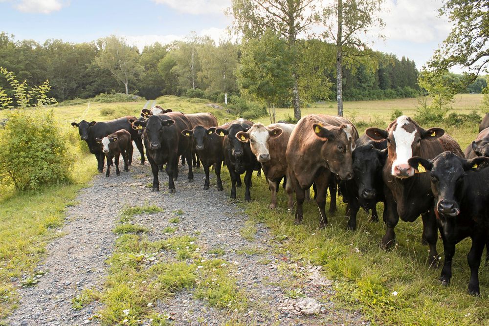 Korna väljer själva om de vill vara ute, eller inne på halmbädd.