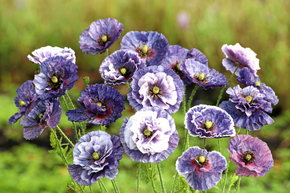 Kornvallmo 'Amazing Grey', 'Amazing Blue'. Det här har du aldrig sett förr.