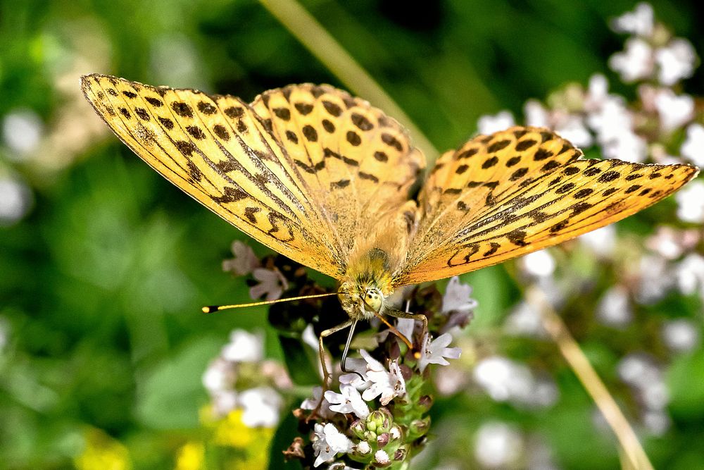 Dagfjärilar har mycket gott färgseende och fem eller fler sorters tappar i sina stora fasettögon. Här en pärlemorfjäril som suger nektar ur kungsmynta.