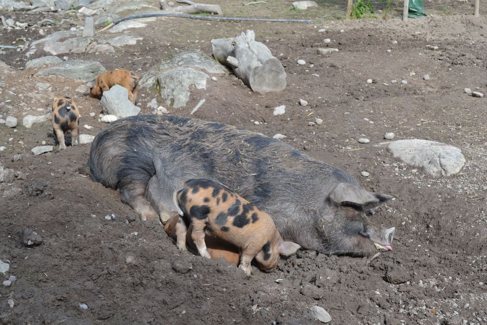 En linderödssugga med några av sina kultingar.