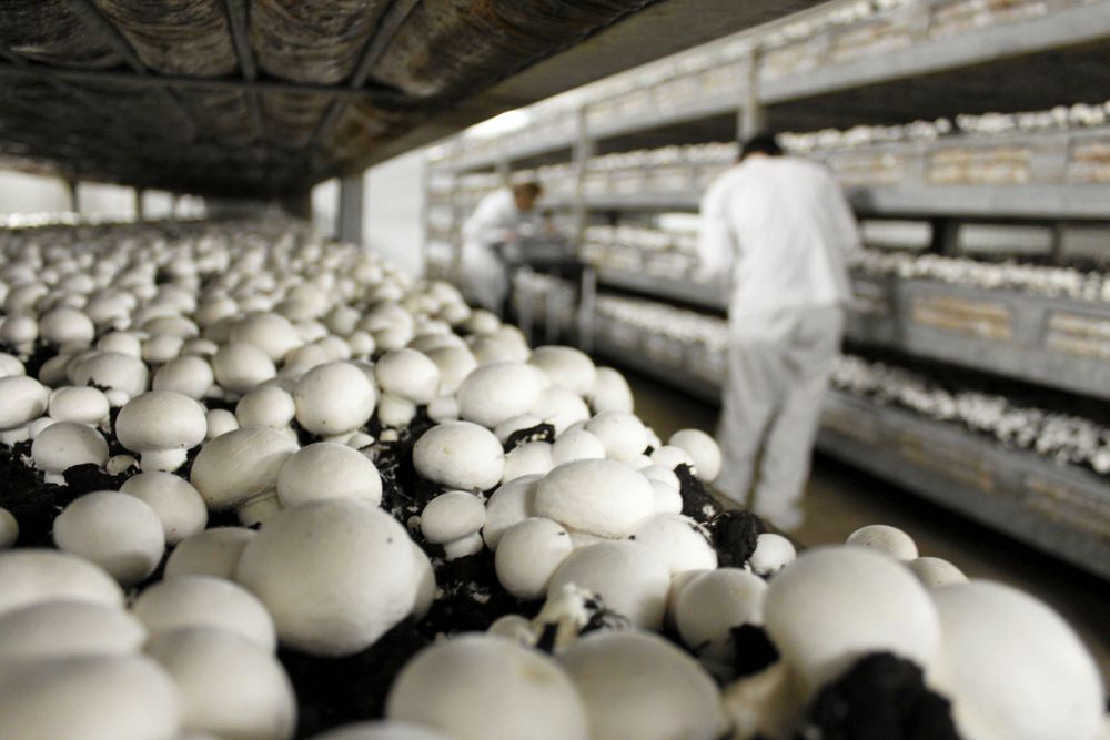 Smart med svampodlingar för framtiden! Och gott!