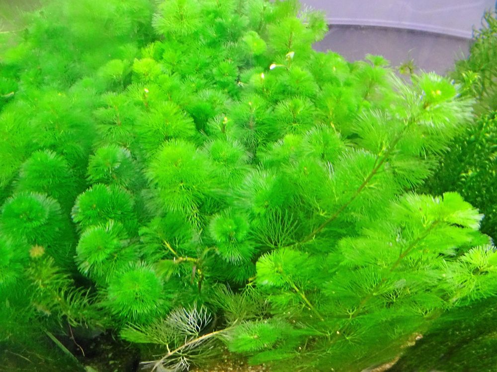 Kabomban såldes förr som akvarieväxt, låt den stanna inne.