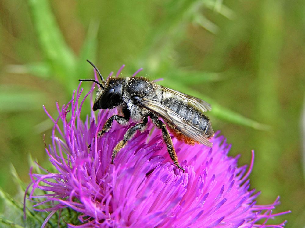 Trätapetserarbiet bygger bon i murket trä eller ihåliga strån som tapetseras med bladbitar. Det kan ses flyga i juni–september.