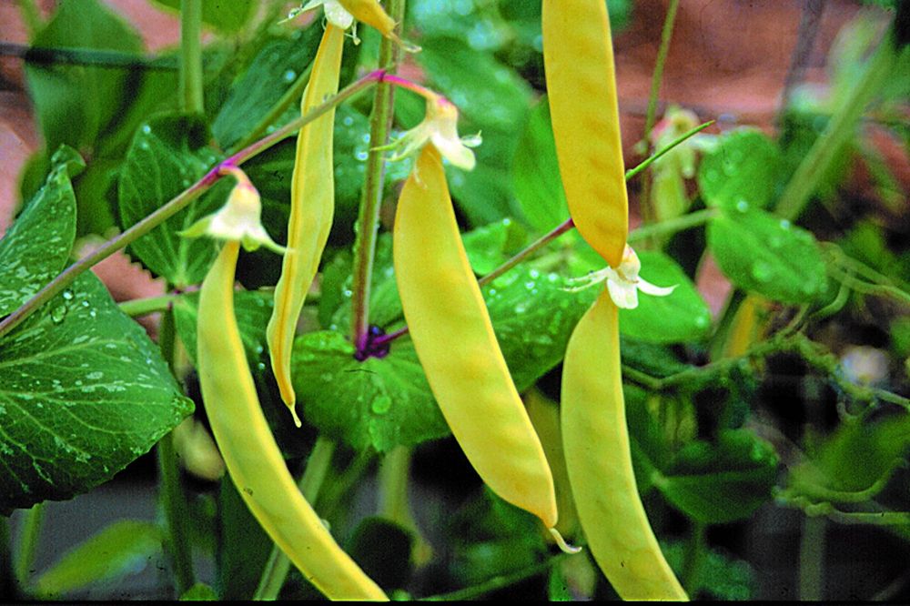 Sockerärt ’Golden Sweet’ har ljusgula baljor som skördas späda och äts hela i sallader eller som ingrediens i wok. Kan sås på friland i april-juni. .
