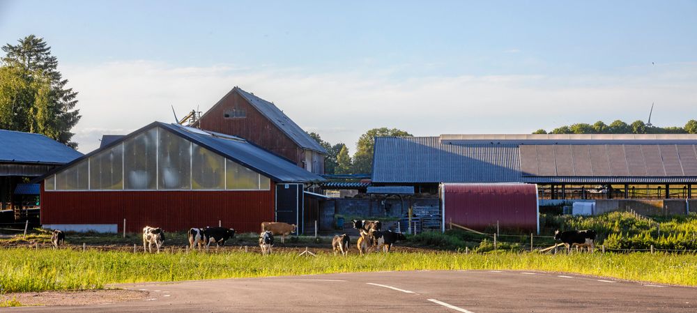 Ett stenkast bort ligger mejeriet på Filips och Arvids pappas granngård där korna betar, vars mjölk blir till mozzarella.
