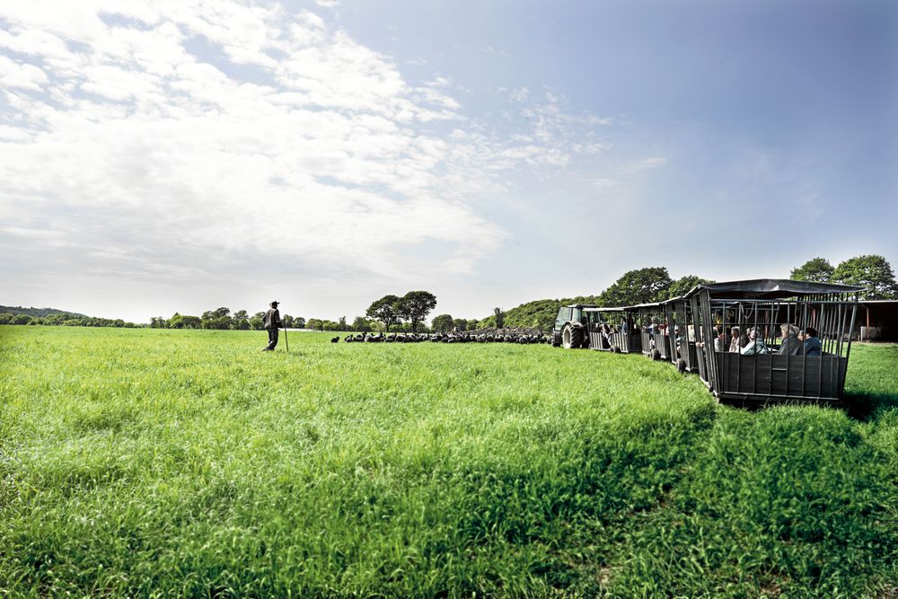 Här kommer balvagnar lastade med turister.