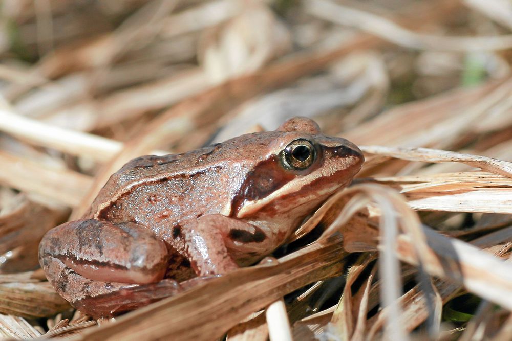 Åkergrodans trumhinna syns som en cirkel strax bakom ögat.