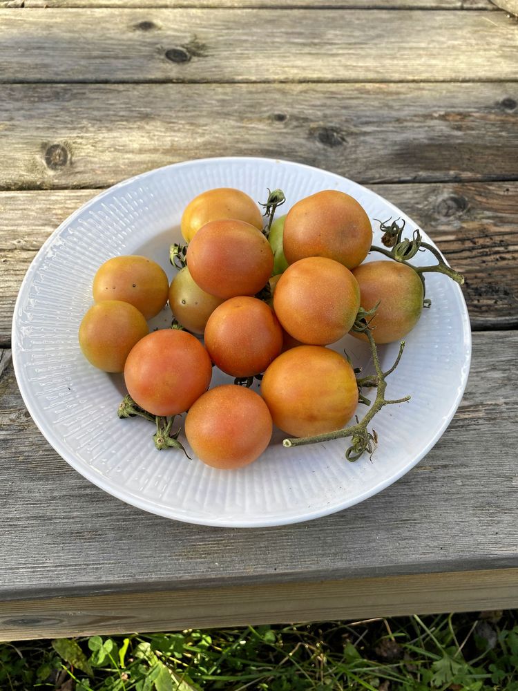 Vintertomater har kraftigt skal.