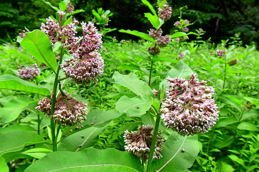Sidenörten är vacker men alldeles för vidlyftig.