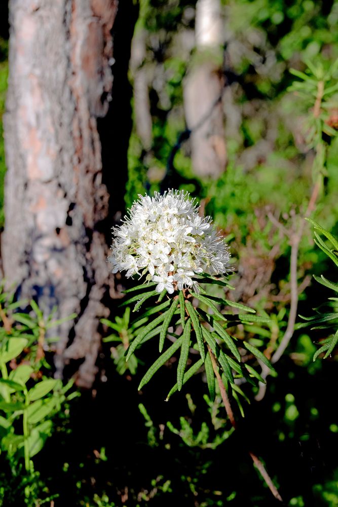 Skvattram innehåller eteriska oljor som flammar upp häftigt när de antänds.