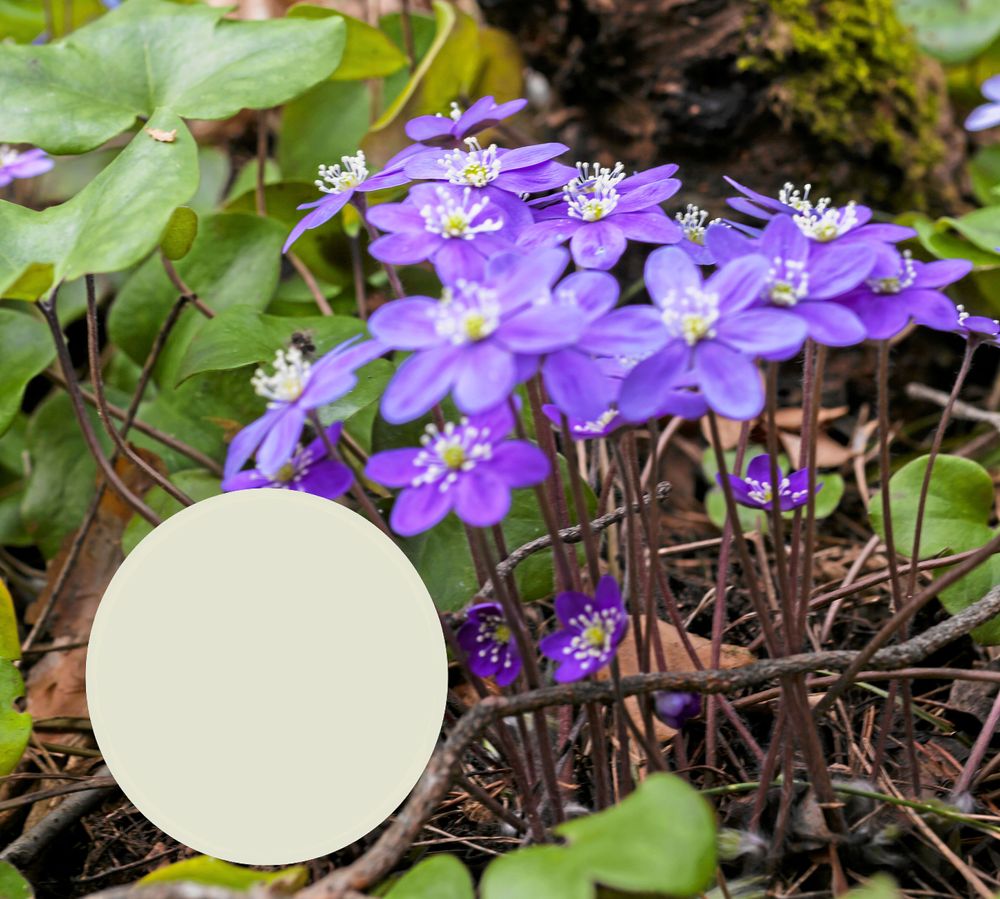 Blåsippor har inte blått pollen. I de blommorna hämtar bina ljust grågrönt pollen.