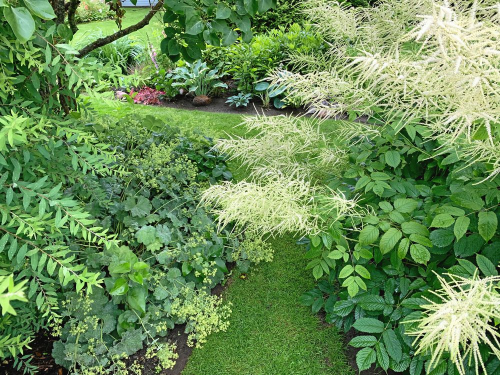 Plymspirea och daggkåpa bildar en mjuk svängdörr in emot nästa rum i trädgården.