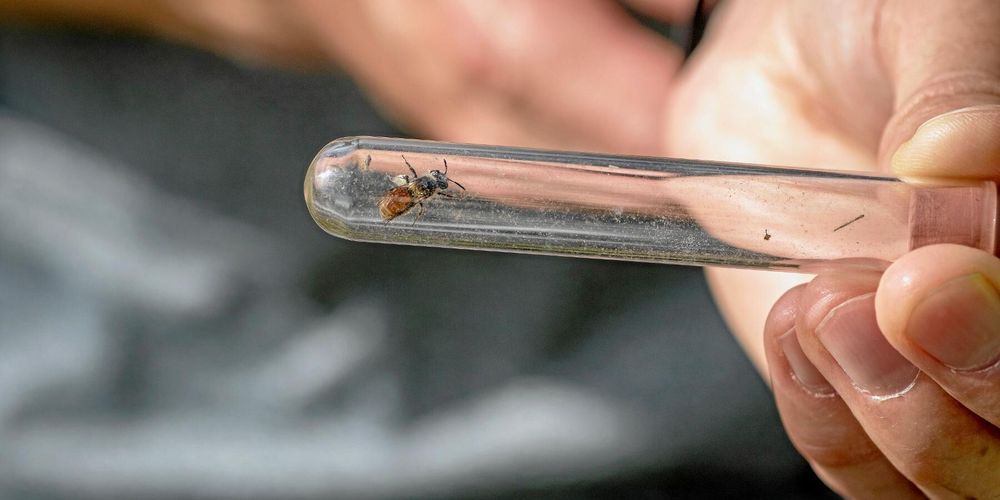 Ett guldsandbi har fångats in för en närmare titt.