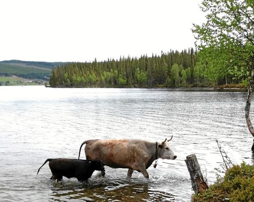Efter simturen! En ko och hennes kalv går i land på ön mitt i jämtländska Jormsjön.