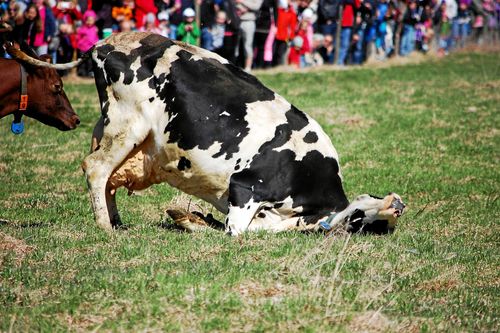 Lycklig ko på kosläpp.