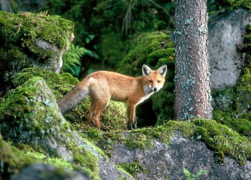 Rödräven klarar sig i alla miljöer och äter allt från älgkadaver till lingon. Åtminstone i Holland har det också visat sig finnas färre fästingar där räven är vanlig.