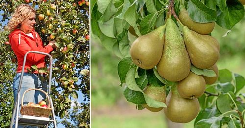Drömmen är en fruktträdgård med rikliga skördar. Hösten är rätt tid att börja plantera. Foto: IBL.