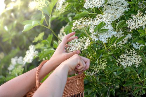 Fläderblomman blir fin saft.