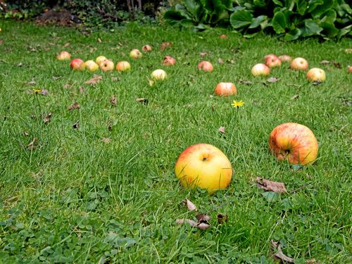 Gräsmattorna fylls av fallfrukt som ägarna inte orkar eller hinner plocka. Men det finns flera sätt att låta frukten komma till användning.
