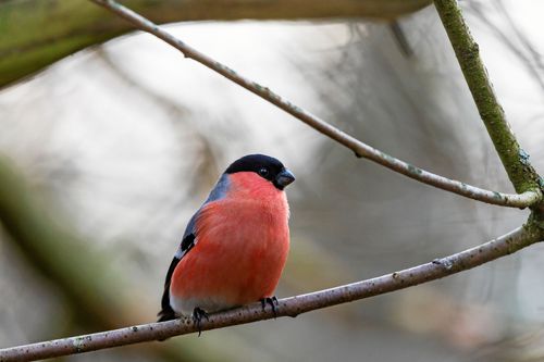 Domherrehanen är en av de fåglar som kan omvandla gula färgämnen som den får i sig med födan till rött. Han imponerar inte bara på sina artfränder utan även på oss människor.