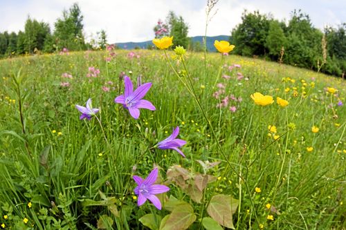 Ståtlig klocka som syns bara en kort del av livet.