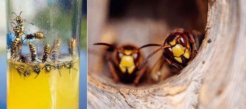 Getingar, du vill inte ha dem i saften eller kakorna. Så här gör du en getingfälla enkelt och snabbt.