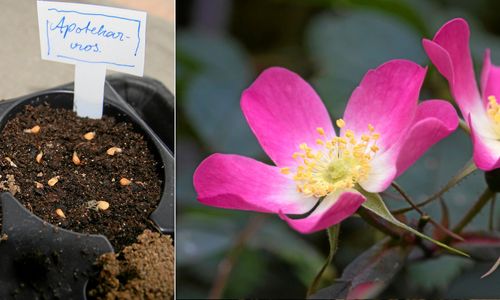 Daggrosen står på egen rot men är svår att föröka. En perfekt kandidat för frösådd.