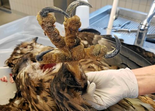 En skadad havsörn, som senare dog, visade sig bära på en för Sverige ny typ av fågelinfluensa. Foto: Jens Mattsson/SVA