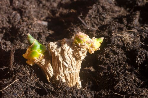 Odla ingefära hemma, så gör du!