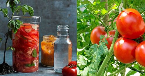 Fräsch tomatdricka med lätt och frisk smak.