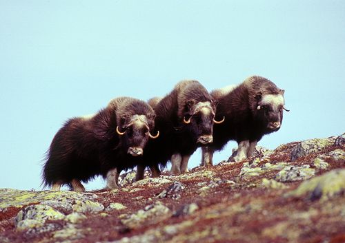 Den svenska flocken av vilda myskoxar är något större än så här, men kan enligt forskarna gärna vara betydligt större.