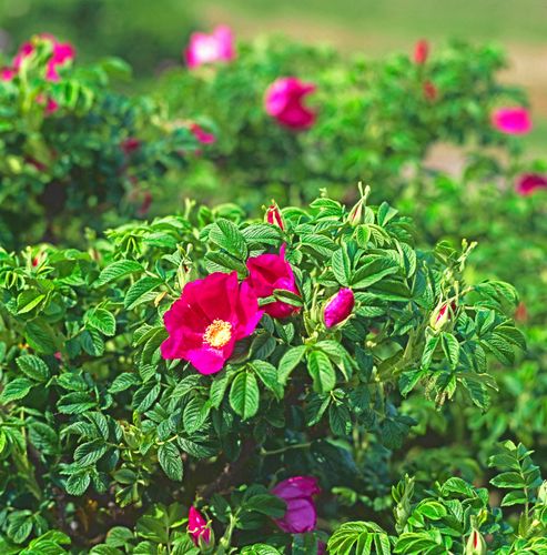 Vresrosen är en invasiv art i Sverige. Den sprider sig okontrollerat och bör bekämpas, anser en botanist på Artdatabanken.