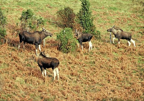 Sommarens torka har lett till att älgkalvar svultit ihjäl. Nu kan du hjälpa till – med dina äpplen!