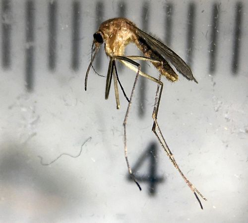 Nilfebersmyggan, Culex modestus